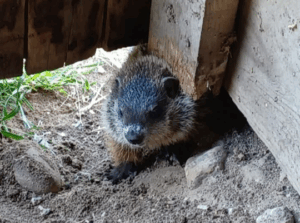Ground Hog Day